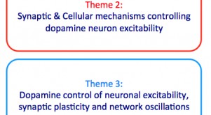 Baufreton ; Georges ; Neuronal assemblies ; Dopamine ; Neurological and psychiatric disorders ; Extended Basal ganglia ; Synaptic plasticity ; Parkinson’s disease