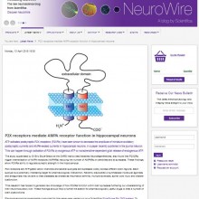 Boue Grabot P2X receptors