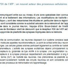 Boue-Grabot récepteur P2X ATP