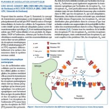 boue-grabot purines neuromodulation