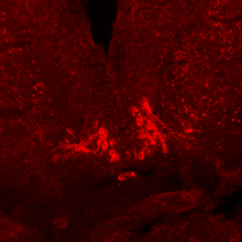 Alexandre Memory Neuronal circuitry Behavioral loops Mnemonic synergy Modeling Autonomous robotics