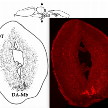 Alexandre Mémory Neuronal circuitry Behavioral loops Mnemonic synergy Modeling Autonomous robotics