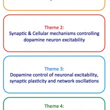 Baufreton ; Georges ; Neuronal assemblies ; Dopamine ; Neurological and psychiatric disorders ; Extended Basal ganglia ; Synaptic plasticity ; Parkinson’s disease
