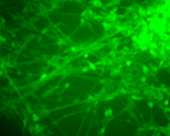 Green Neurons